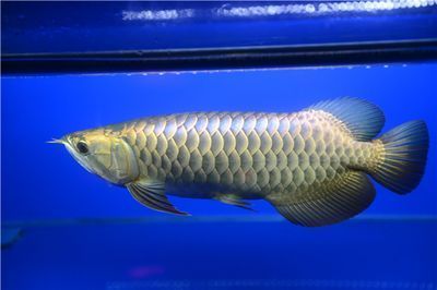 龍魚治療溫度高的方法是什么：針對(duì)龍魚因溫度過高引起的癥狀需要治療的一些方法