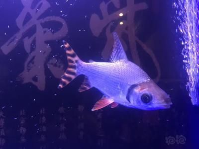 熱帶魚金龍魚能混養嗎：熱帶魚金龍魚與其他魚類混養時需要考慮以下幾個因素