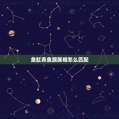 飼養(yǎng)龍魚跟屬相：飼養(yǎng)龍魚與屬相有一定的關(guān)聯(lián)，