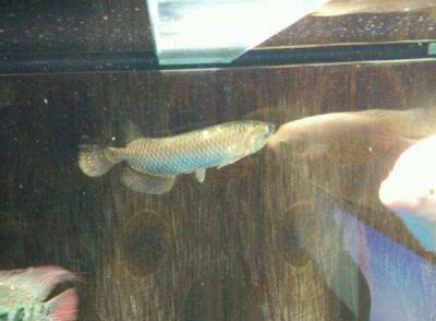 金龍魚不養了怎么處理：不再飼養金龍魚時，有幾種合理的處理方式可供選擇