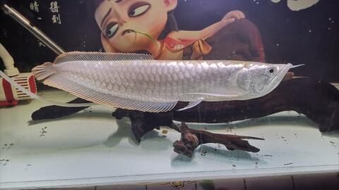 白龍魚大概多少錢：白龍魚大概多少錢大概多少錢白龍魚價格及其價格范圍