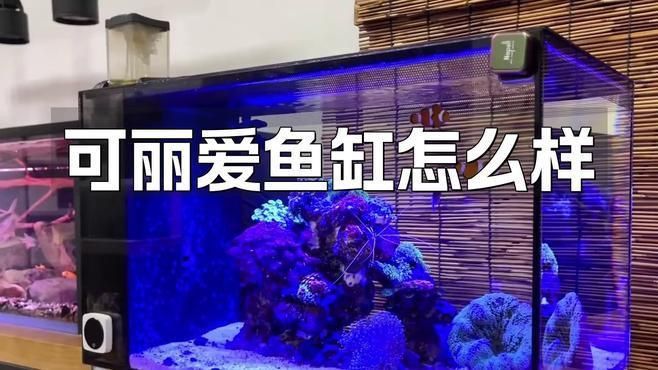 可麗愛魚缸為什么那么貴 龍魚百科 第1張 可麗愛魚缸為什么那么貴 可麗愛魚缸為什么那么貴 龍魚百科 第1張