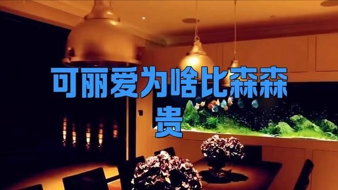 可麗愛魚缸為什么那么貴 龍魚百科 第3張 可麗愛魚缸為什么那么貴 可麗愛魚缸為什么那么貴 龍魚百科 第3張