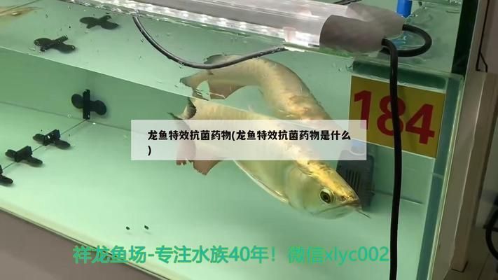 龍魚特效抗菌藥是什么藥：龍魚特效抗菌藥是一類專門用于治療龍魚疾病的藥物 龍魚特效抗菌藥是什么藥：龍魚特效抗菌藥是一類專門用于治療龍魚疾病的藥物 龍魚百科 第3張