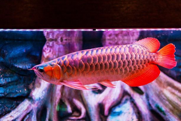 紅辣椒龍魚和金龍魚哪個更貴一點（紅辣椒龍魚和金龍魚在價格上存在一定的差異）