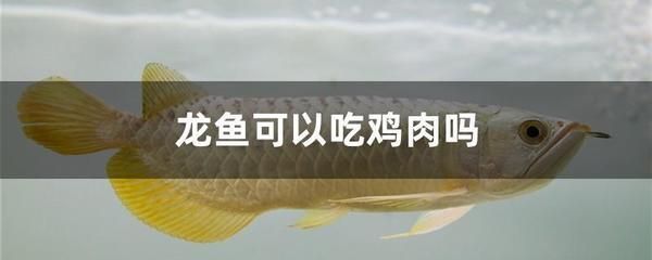 龍魚能吃雞肉嗎：如何判斷龍魚營養均衡，龍魚肥胖的預防方法