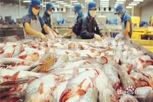 龍魚是不是巴沙魚：巴沙魚與龍魚的區(qū)別