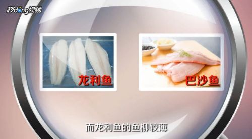 龍魚是不是巴沙魚：巴沙魚與龍魚的區(qū)別