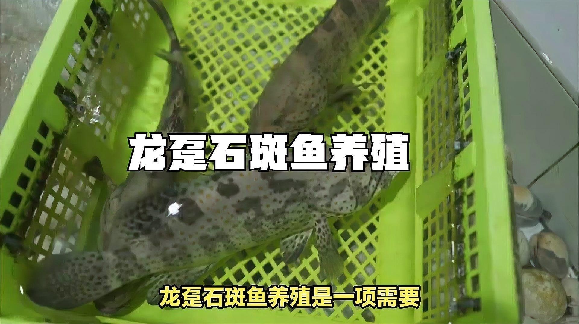 龍躉魚養(yǎng)殖需要哪些設(shè)施？