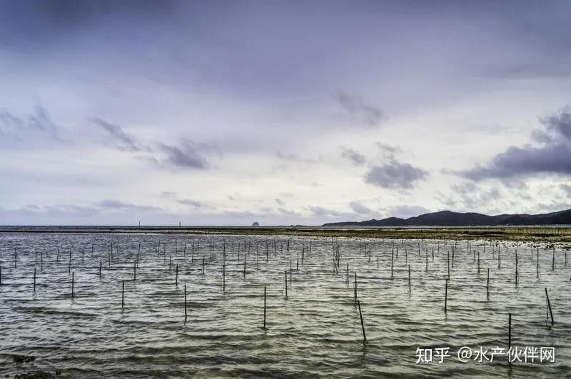 龍躉魚養(yǎng)殖需要哪些設(shè)施？