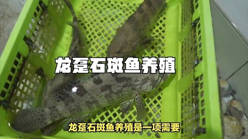 龍躉魚養(yǎng)殖需要哪些設(shè)施？