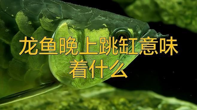 龍魚為什么老跳缸呢