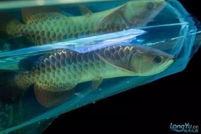 龍魚(yú)品質(zhì)如何鑒別的好壞呢：如何鑒別龍魚(yú)品相好壞