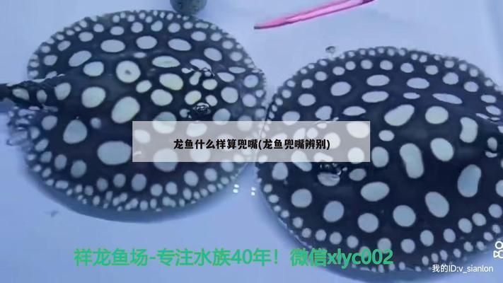 金龍魚缸燈光擺放位置（金龍魚缸燈光正確擺放位置對于金龍魚的顏色展示和健康生長至關重要）