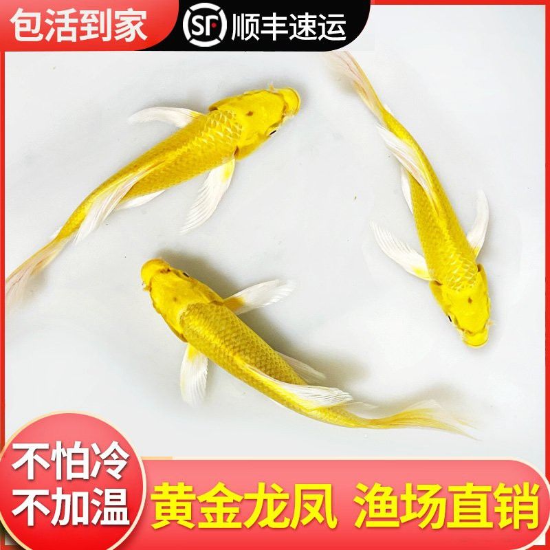 金龍魚養(yǎng)殖場魚苗批發(fā)