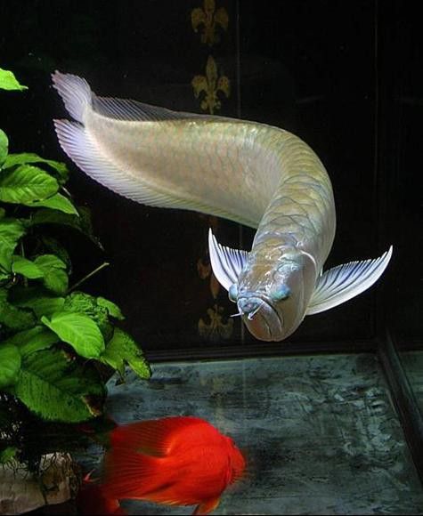母銀龍魚圖片大全高清