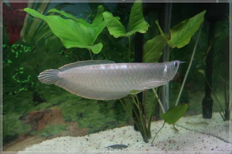 母銀龍魚圖片大全高清