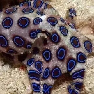 進口龍魚需要哪些手續文件？