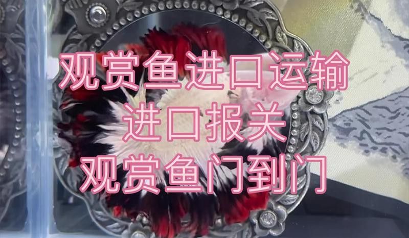 進口龍魚需要哪些手續文件？