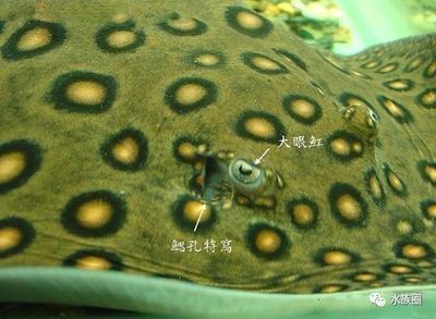 龍魚在冷水能活嗎多久了：龍魚在冷水中的存活能力 龍魚在冷水能活嗎多久了：龍魚在冷水中的存活能力 龍魚百科 第5張