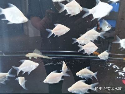 龍魚在冷水能活嗎多久了：龍魚在冷水中的存活能力 龍魚在冷水能活嗎多久了：龍魚在冷水中的存活能力 龍魚百科 第4張