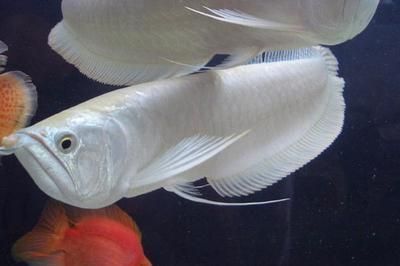 七彩銀龍魚能長多大（七彩銀龍魚在野外環境中的成年體長可以達到120至130厘米） 七彩銀龍魚能長多大（七彩銀龍魚在野外環境中的成年體長可以達到120至130厘米） 龍魚百科 第4張