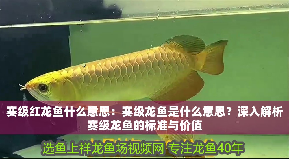 賽級紅龍魚什么意思：賽級龍魚是什么意思？深入解析賽級龍魚的標準與價值