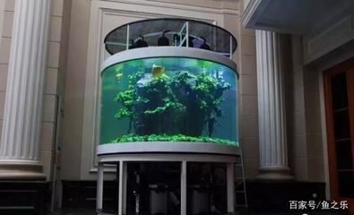 水草缸養(yǎng)龍魚(yú)的結(jié)果：在水草缸中養(yǎng)龍魚(yú)是完全可行的,有許多成功的案例證明了這一點(diǎn)