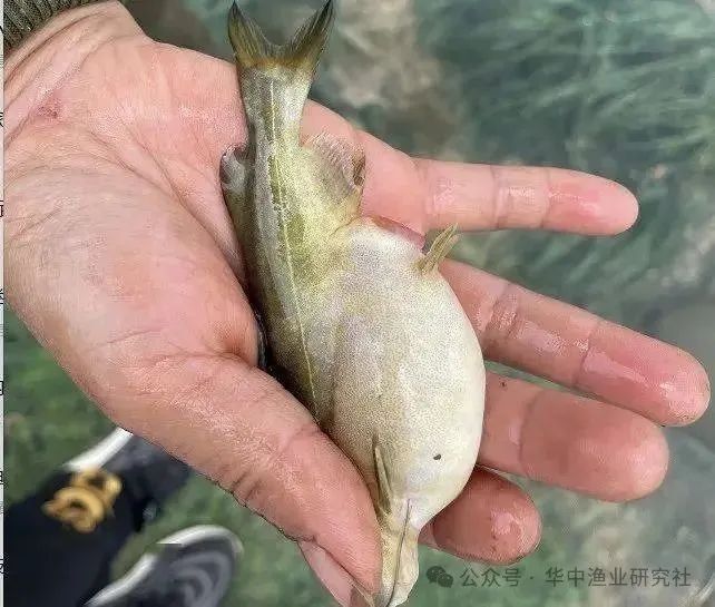 龍魚(yú)腹水最忌三種東西