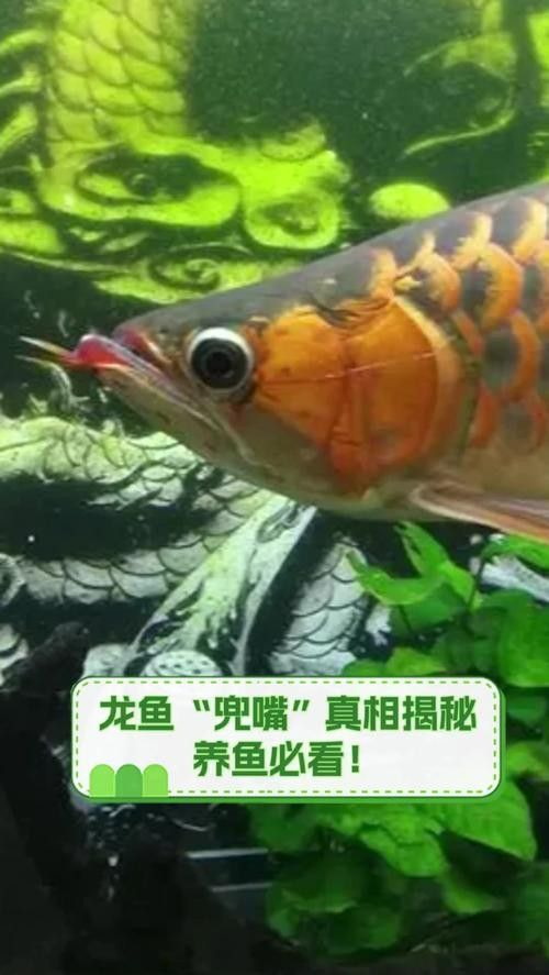 銀龍魚翹嘴怎么修復圖片