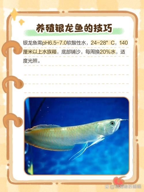 銀龍魚翹嘴怎么修復圖片