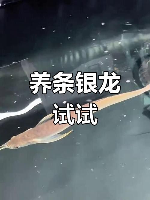 銀龍魚翹嘴怎么修復圖片