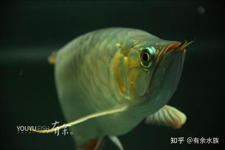銀龍魚翹嘴怎么修復圖片