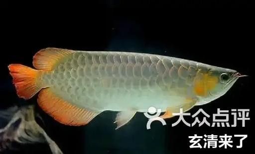 銀龍魚翹嘴怎么修復圖片