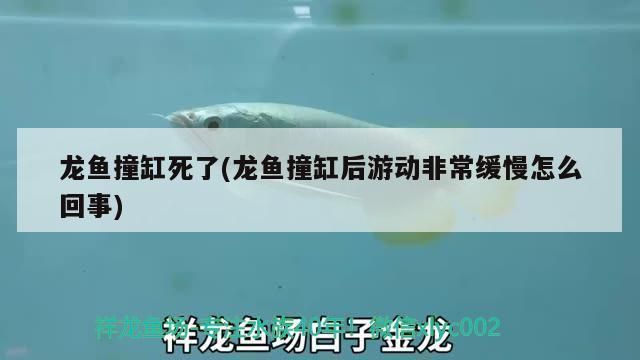 龍魚撞缸絕食怎么回事