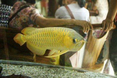 龍魚鉆石眼好不好養(yǎng)：龍魚鉆石眼適宜水溫范圍,如何檢測龍魚水質問題