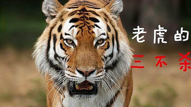 老虎再餓也有三不殺