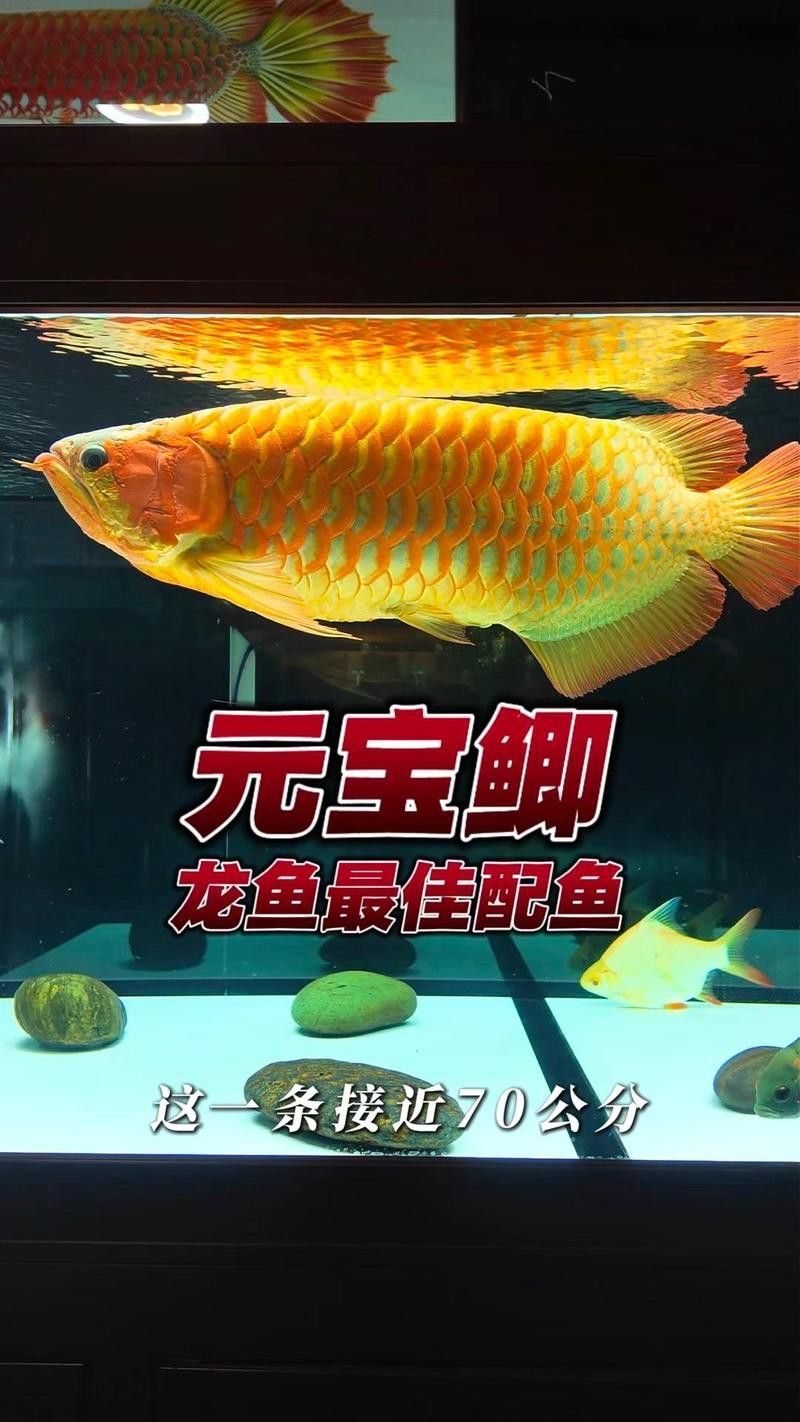 金頭龍魚混養需要哪些特殊設備