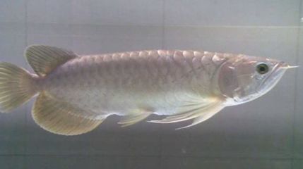 龍魚掉眼手術后多久可以恢復視力：龍魚掉眼手術后的視力恢復時間