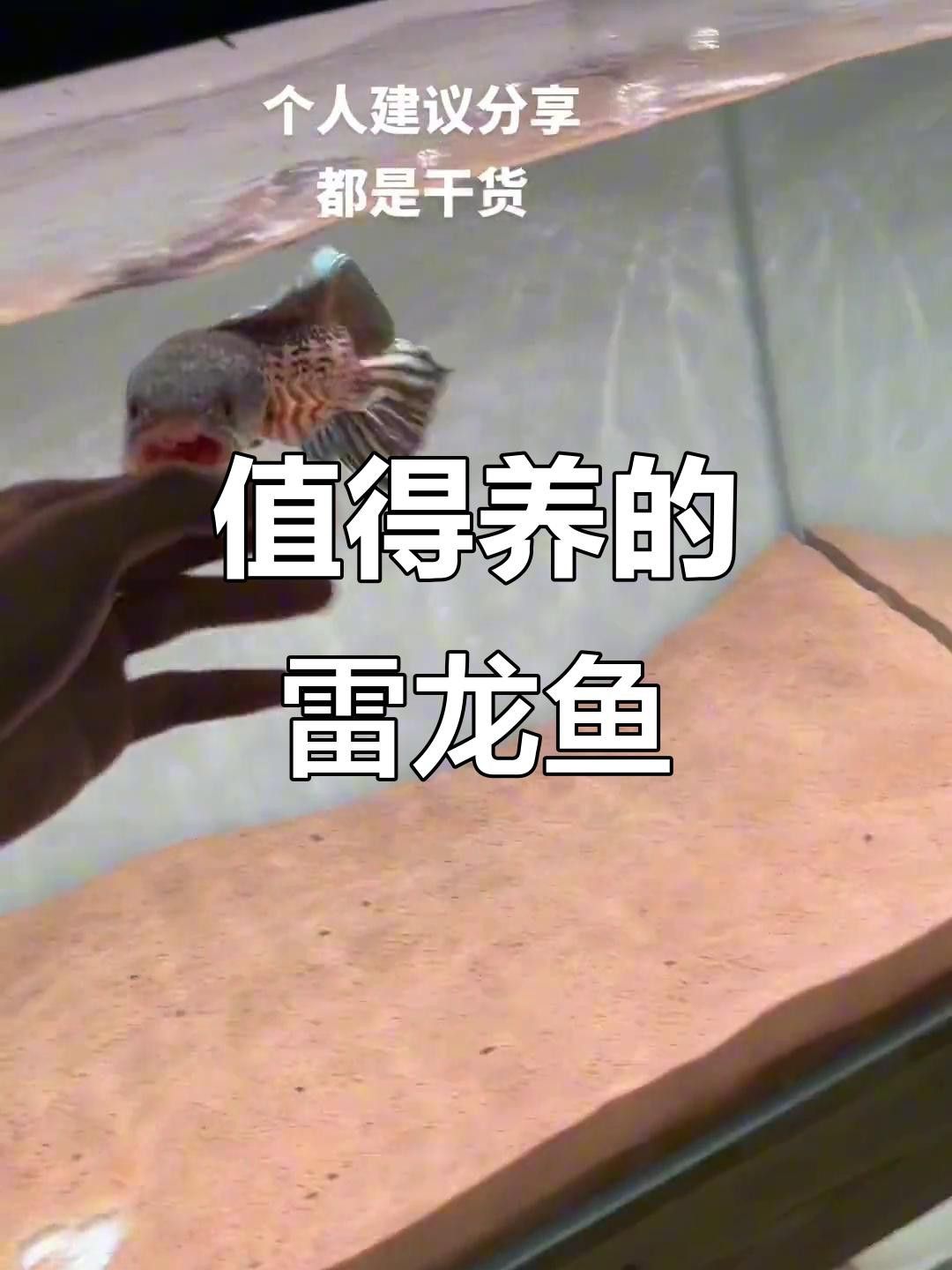 哪些品種的龍魚容易繁殖？ 哪些品種的龍魚容易繁殖？ 龍魚百科 第1張