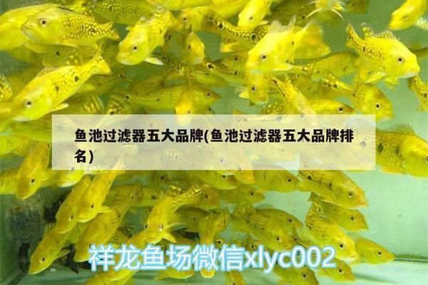 龍魚濾材哪個牌子好用又便宜耐用：龍魚濾材哪個牌子好用