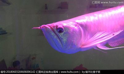 粉色的金龍魚：什么是粉色金龍魚？