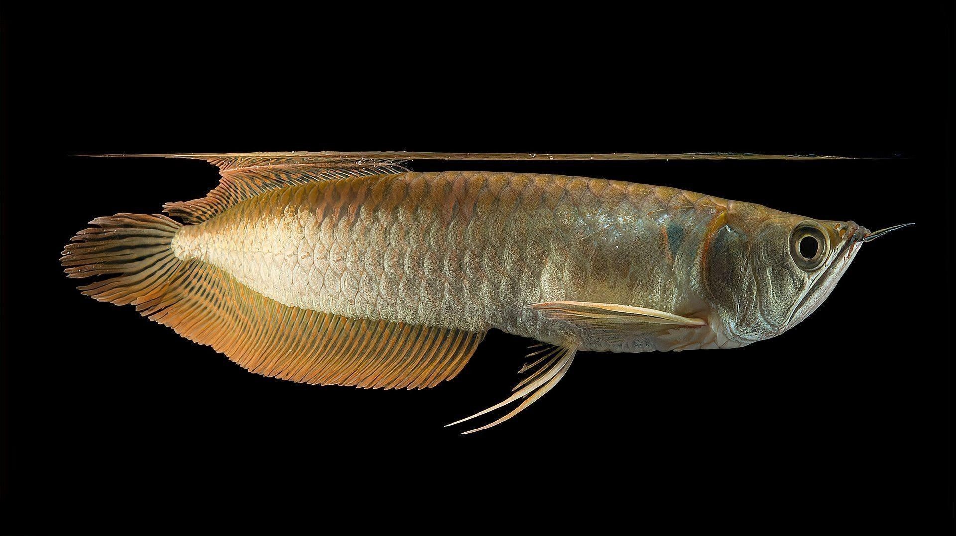 銀龍魚為什么只能單養 銀龍魚為什么只能單養 龍魚百科 第3張