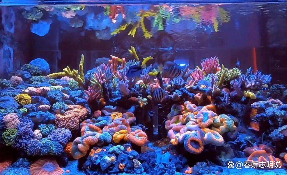 馬印魚缸燈的害處