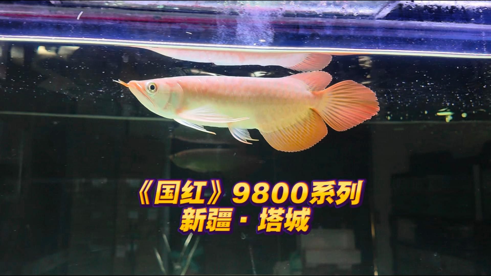 瑰寶龍紅龍魚的市場價格是多少？ 瑰寶龍紅龍魚的市場價格是多少？ 龍魚百科 第3張