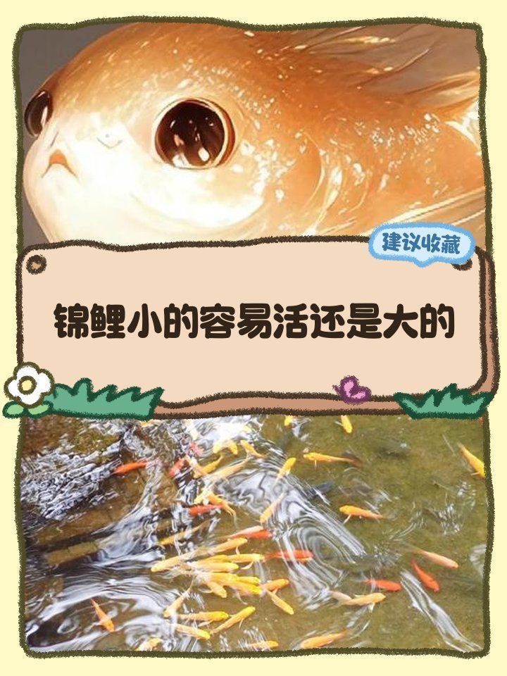 錦鯉大的好養(yǎng)還是小的好養(yǎng)