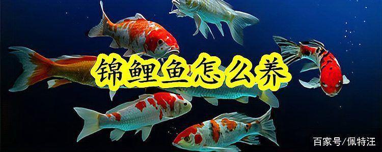 錦鯉大的好養(yǎng)還是小的好養(yǎng)