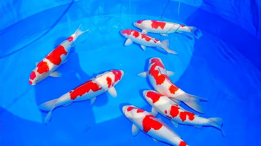 錦鯉大的好養(yǎng)還是小的好養(yǎng)