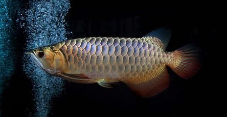 龍魚風水：龍魚的風水布局 龍魚風水：龍魚的風水布局 龍魚百科 第2張