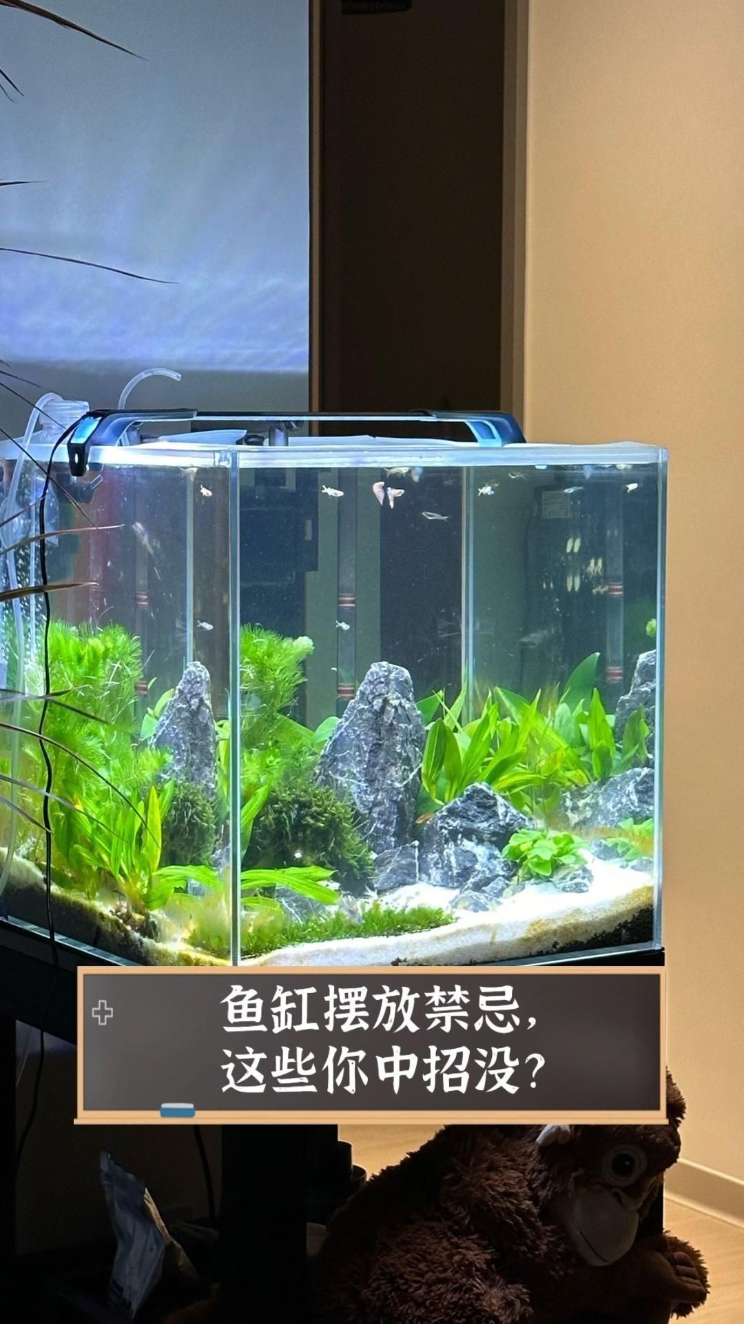 客廳魚缸擺放禁忌